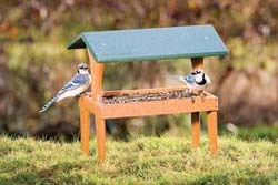 Ground Feeder
