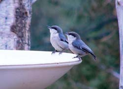 Pygmy Nuthatches
